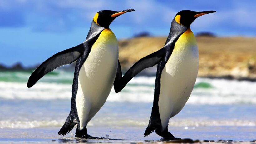hình ảnh, hình nền chim cánh cụt đang có 2 con đang xòe cánh
