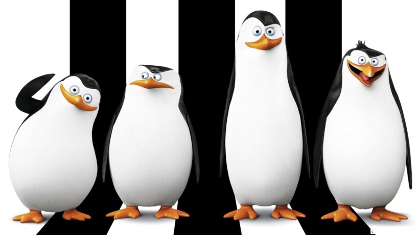 hình ảnh, hình nền chim cánh cụt là bộ 4 trong phim hoạt hình madagascar
