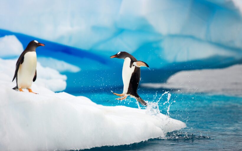 hình ảnh, hình nền chim cánh cụt một con trên bờ, một con vừa nhảy từ dưới nước lên