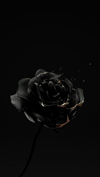 Background black - background đen hoa hồng