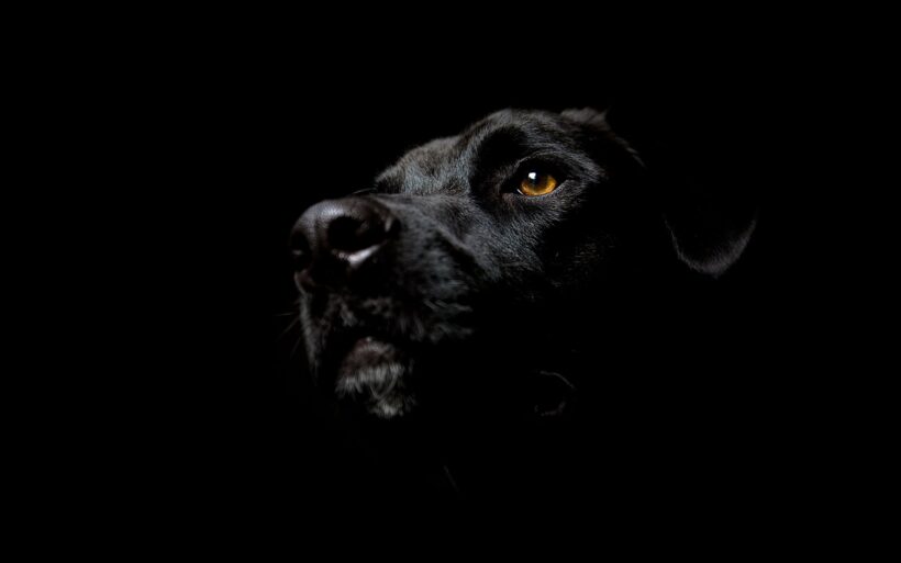 Background black - background đen về chú chó