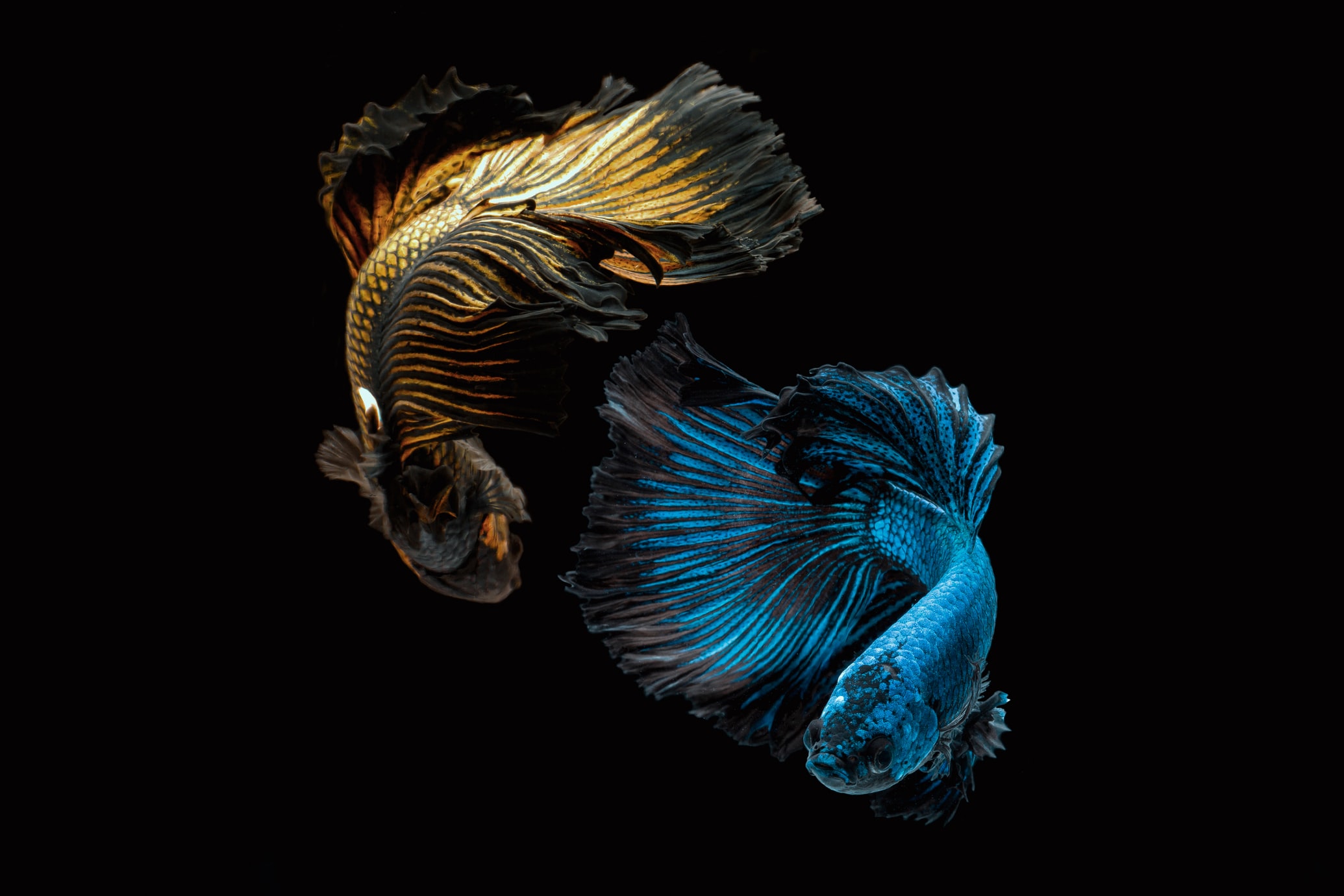 Hình Nền Con Cá Dưới Biển Vô Cùng Vi Diệu Dành Cho Bạn