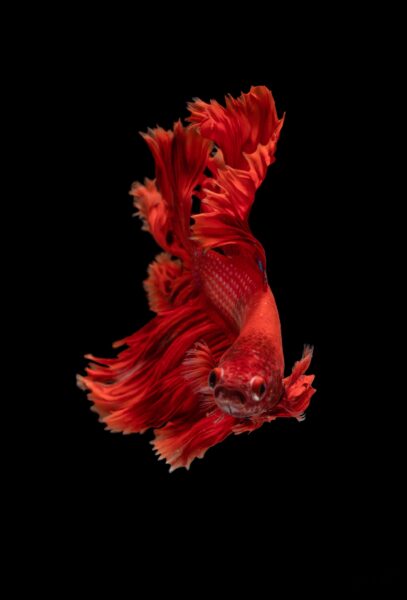 Hình ảnh cá Betta màu đỏ