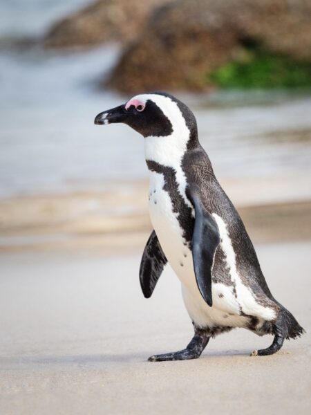 Hình ảnh chim cánh cụt đang bước đi
