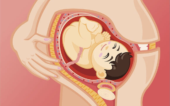 Hình ảnh em bé trong bụng mẹ