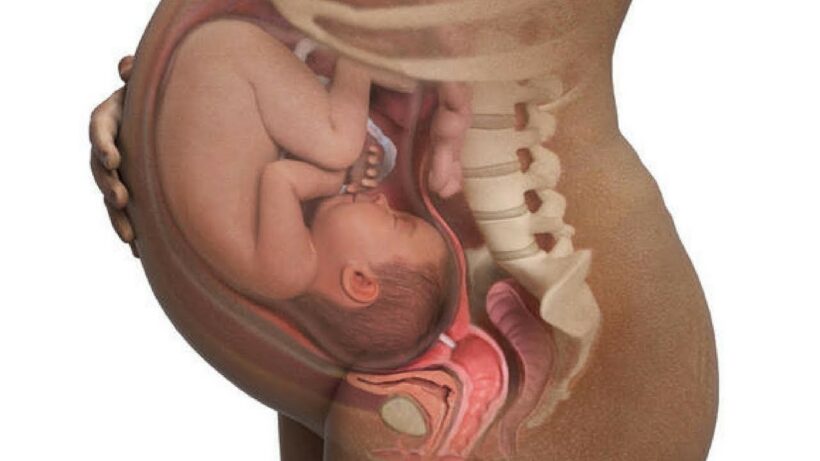 Hình ảnh em bé trong bụng mẹ chân thực nhất