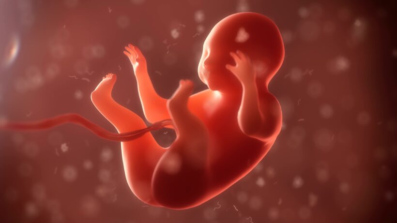 embryo phase of born 3d render