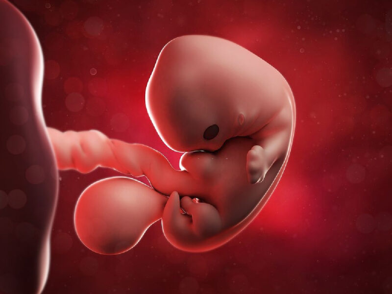 Hình ảnh em bé trong bụng mẹ giai đoạn đầu
