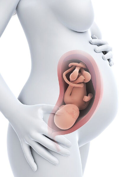 Hình ảnh em bé trong bụng mẹ mô phỏng