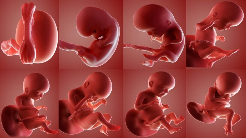 Hình ảnh em bé trong bụng mẹ qua các giai đoạn