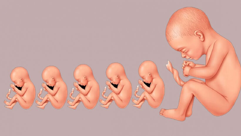 Hình ảnh em bé trong bụng mẹ qua từng giai đoạn