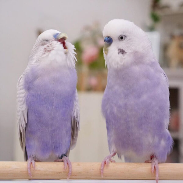 Hình ảnh giận tím người của hai chú vẹt