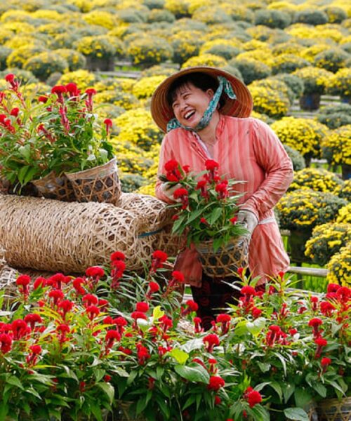Hình ảnh làng hoa Sa Đéc người phụ nữ ôm chậu hoa cười