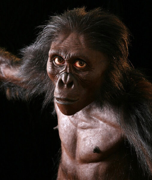 Hình ảnh người tối cổ và quá trình tiến hoá