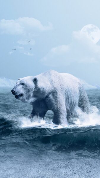 Hình nền gấu bắc cực