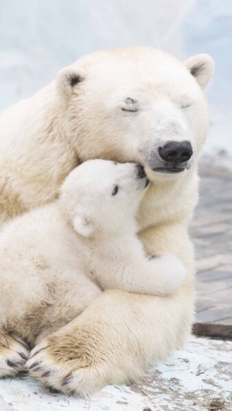 Hình nền gấu mẹ ôm gấu con