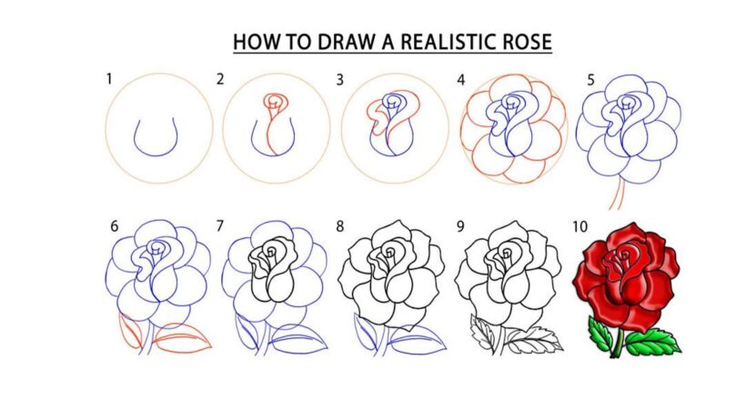 Hình vẽ cách vẽ bông hoa hồng