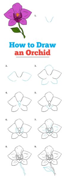 Hình vẽ cách vẽ bông hoa lan tím