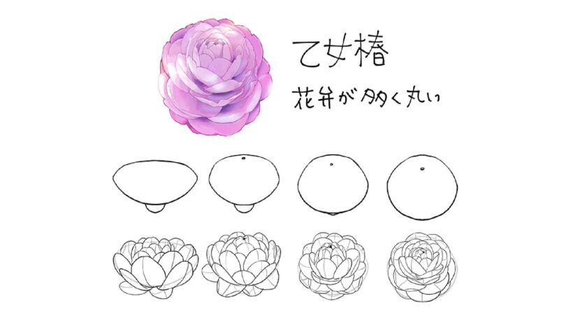 Hình vẽ cách vẽ bông hoa mẫu đơn
