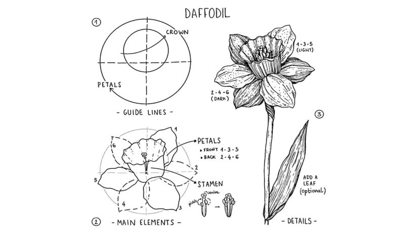 Hình vẽ cách vẽ bông hoa thủy tiên