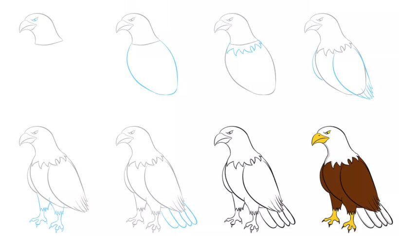 Hình vẽ cách vẽ con vật con chim đại bàng