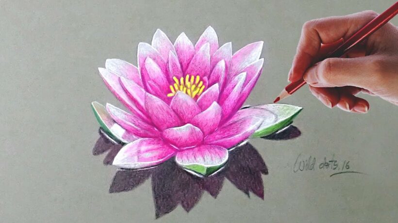 Hình vẽ cách vẽ hoa sen chân thực nhất