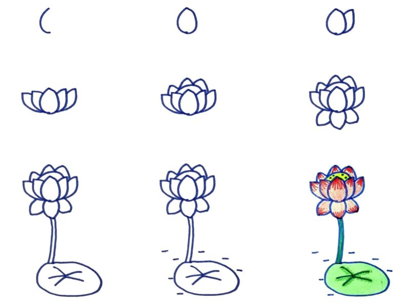 Hình vẽ cách vẽ hoa sen cho trẻ