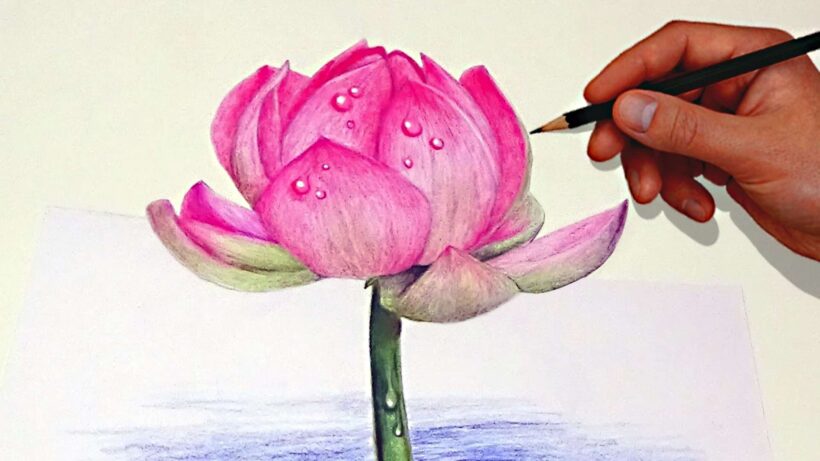 Hình vẽ cách vẽ hoa sen đẹp