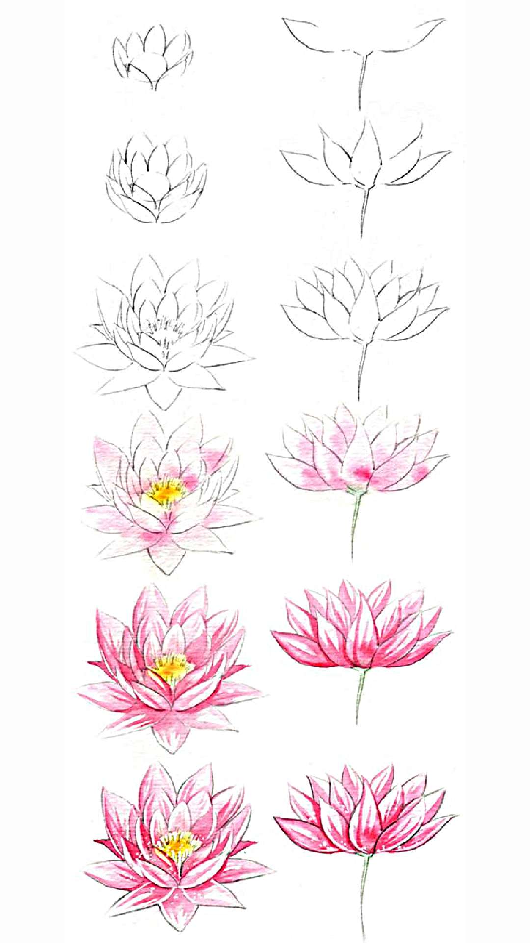 16 hình vẽ hoa sen bằng bút chì tuyệt đẹp