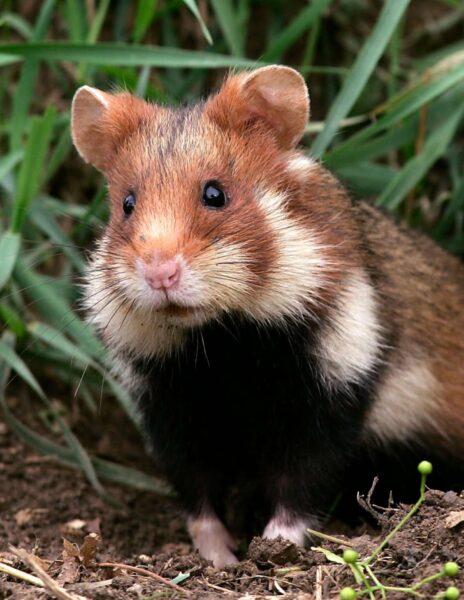 hình ảnh chuột Hamster cute