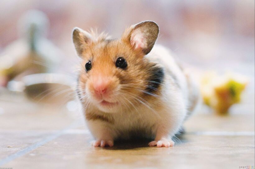hình ảnh chuột Hamster đáng yêu