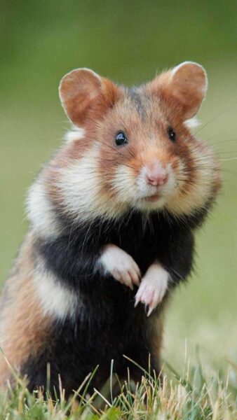 hình ảnh chuột Hamster đáng yêu nhất