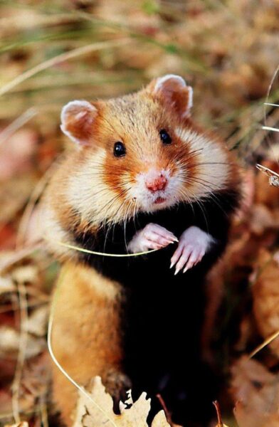 hình ảnh chuột Hamster dễ thương