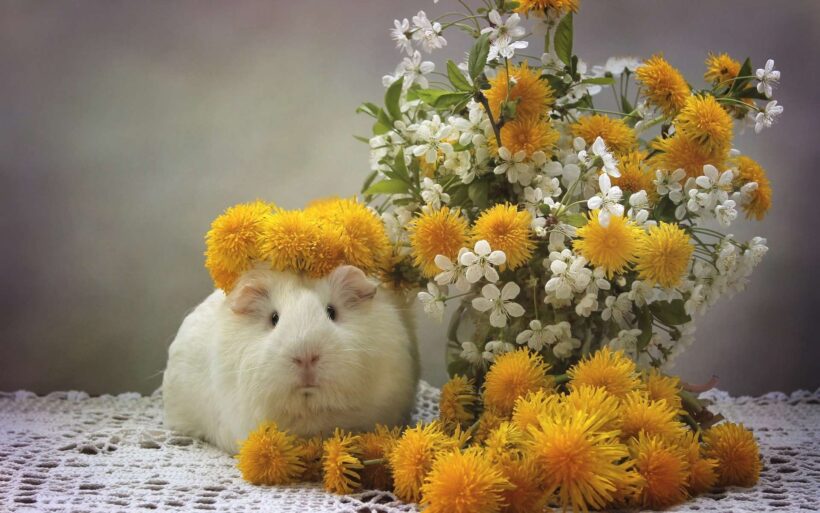 hình ảnh chuột Hamster dễ thương nhất
