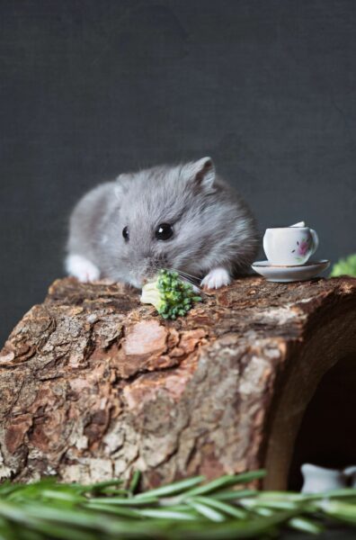 hình ảnh chuột Hamster đẹp nhất
