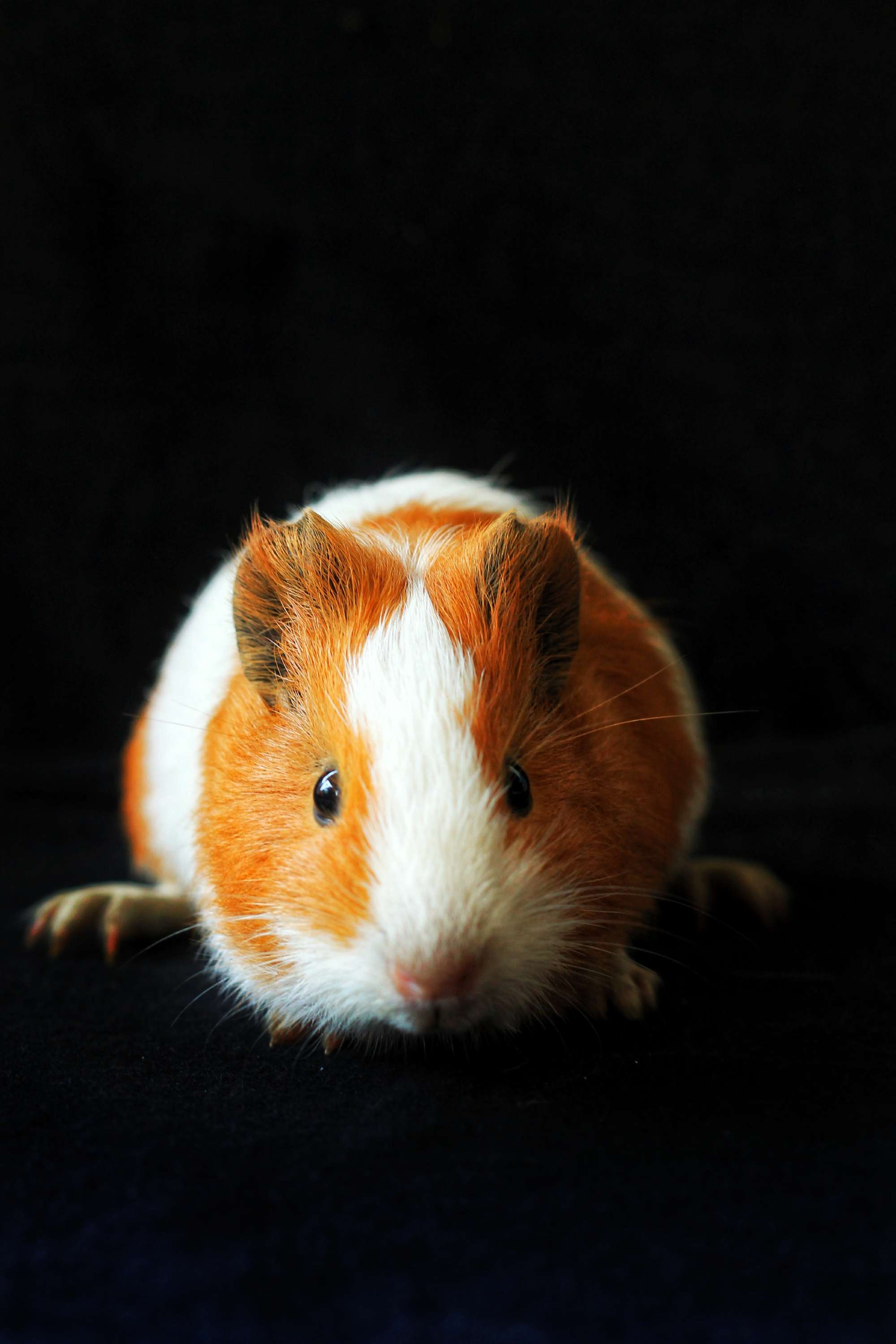 Tổng hợp 58 về hình nền chuột hamster dễ thương hay nhất  Du học Akina