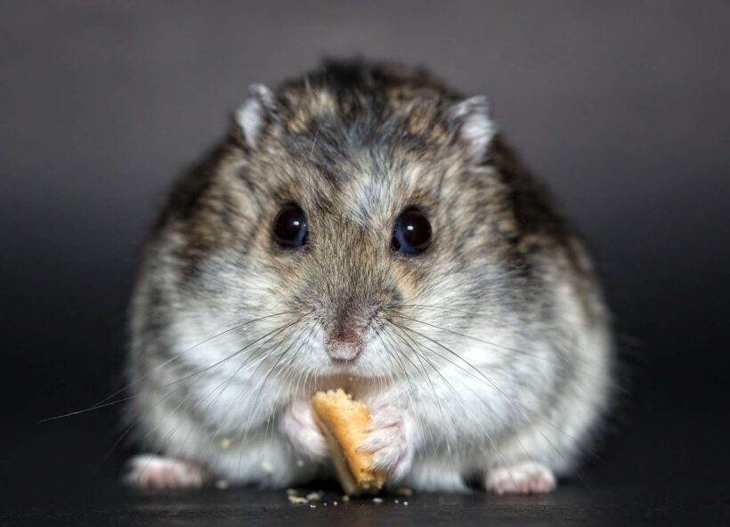hình ảnh chuột Hamster mũm mĩm