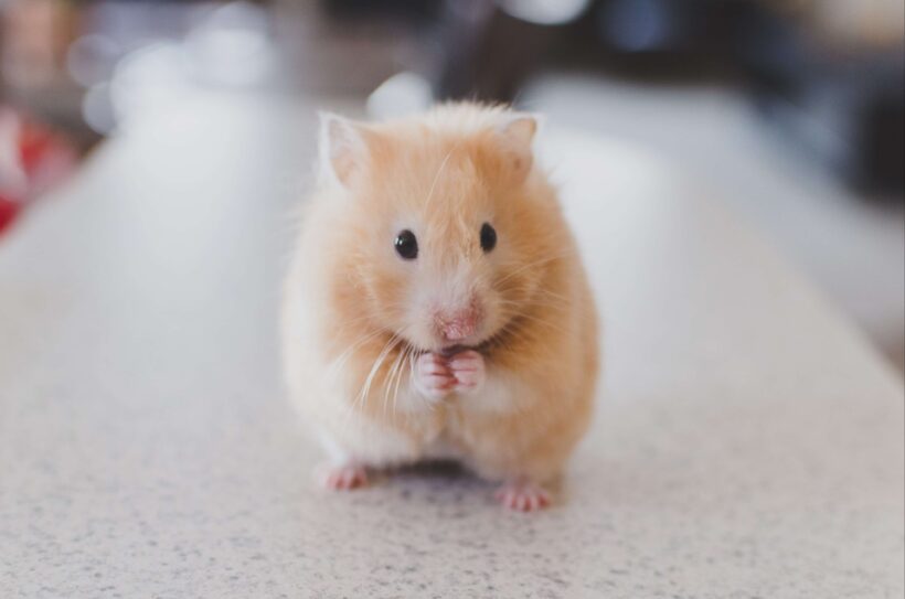hình ảnh chuột Hamster nhỏ nhắn