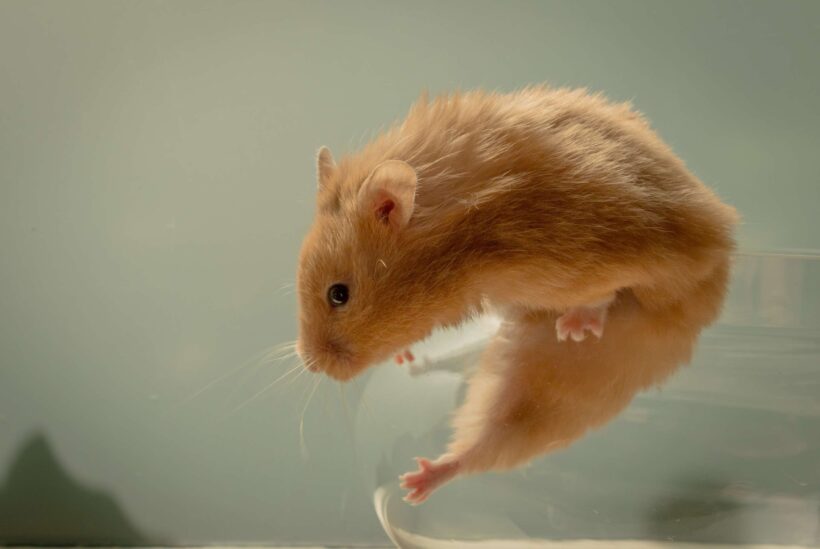 hình ảnh chuột Hamster tinh nghịch