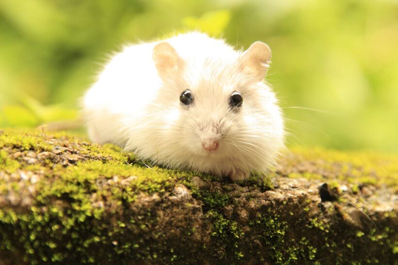 hình ảnh chuột Hamster trắng
