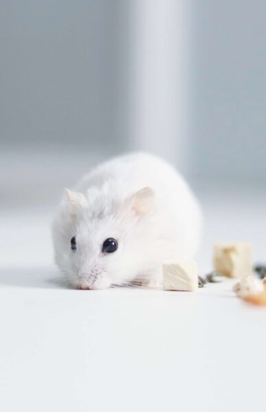 hình ảnh chuột Hamster trắng thuần khiết