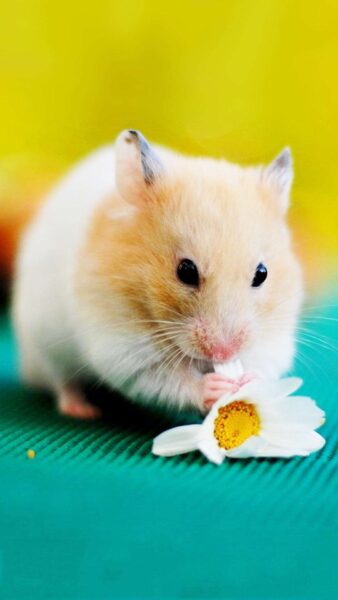 hình ảnh chuột Hamster xinh