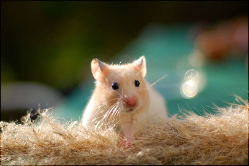 hình ảnh chuột Hamster xinh xắn