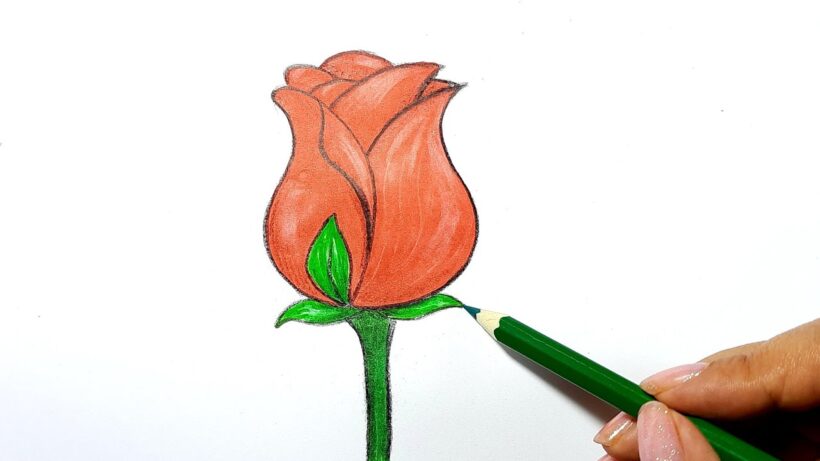 Cách vẽ hoa hồng đơn giản nhất