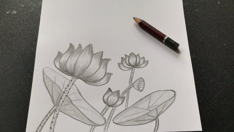 Cách vẽ hoa sen đơn giản bằng bút chì