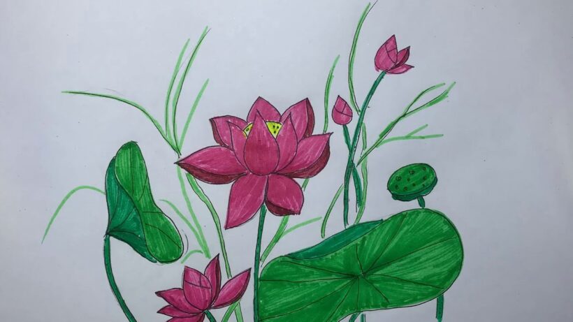 Cách vẽ hoa sen đơn giản bằng bút màu