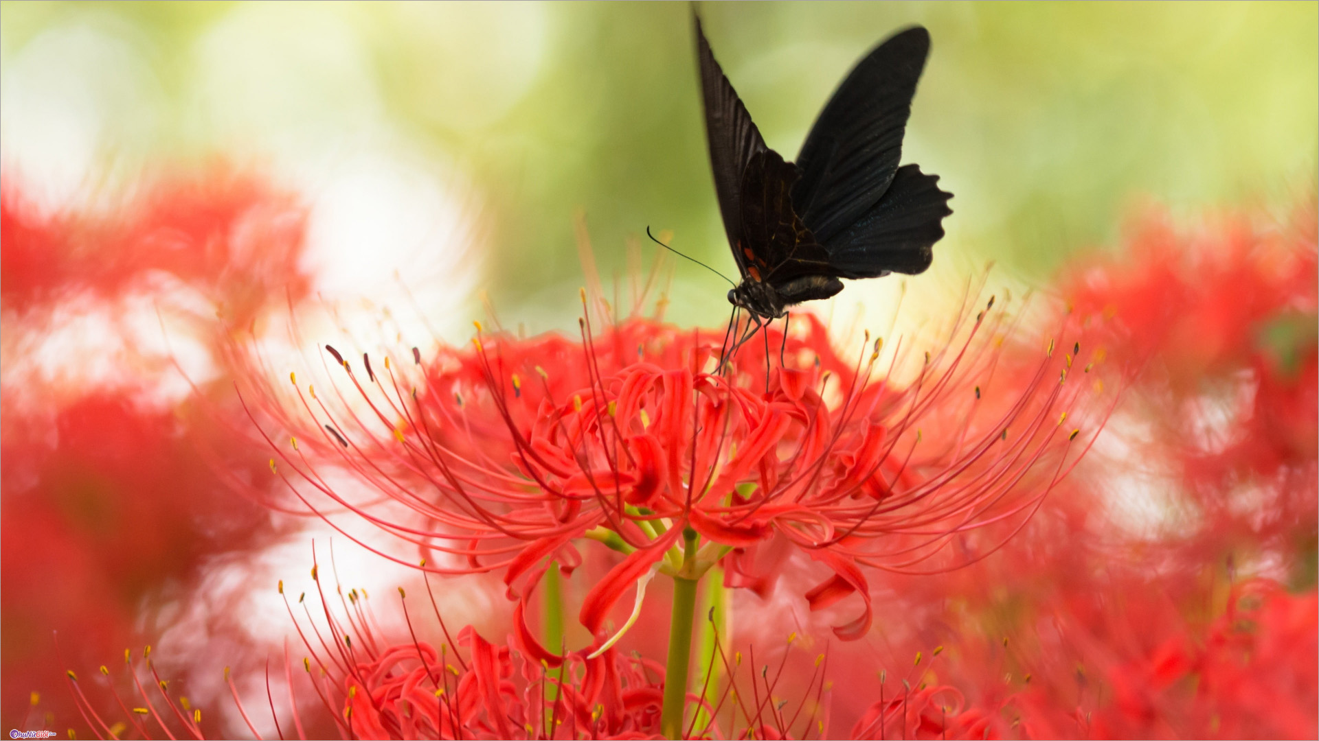 hoa bỉ ngạn  Tìm với Google  Hoa Loài hoa kỳ lạ Ngôn ngữ của các loài  hoa