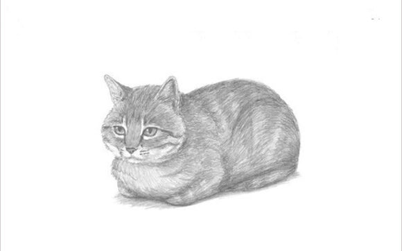 Hình vẽ, cách vẽ mèo đơn giản