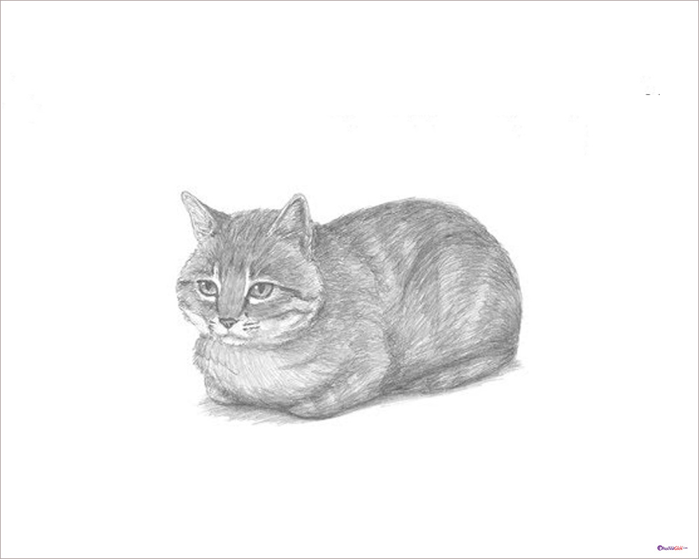 Hình vẽ, kiểu vẽ mèo đẹp nhất, anime xinh đẹp, dễ thương đơn giản