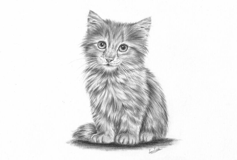 Hình vẽ con mèo con dễ thương
